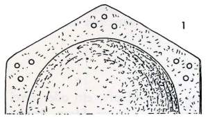 Drawing: Shield boss Drawing Top view Haithabu Report 12 Page 54 Fig 1