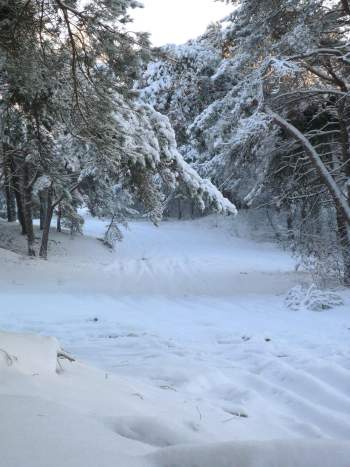 Photo: Landschaftsaufnahme: Unter schneebeschwerten Kiefernzweigen ist die Schneedecke auf dem darunterliegenden Weg im Wald fast unberührt.